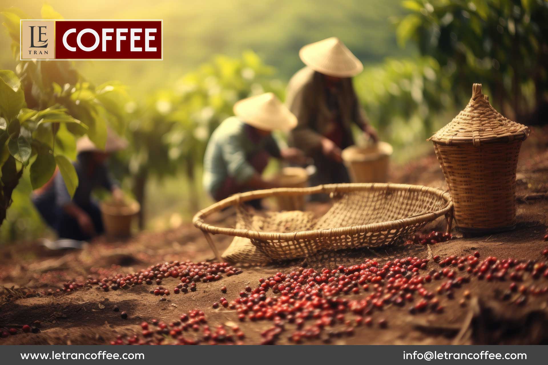 Welcome to the exotic world of Vietnamese coffee, where the rich soil of the Central Highlands and the meticulous craftsmanship of local farmers come together to create a cup of coffee that transcends borders.